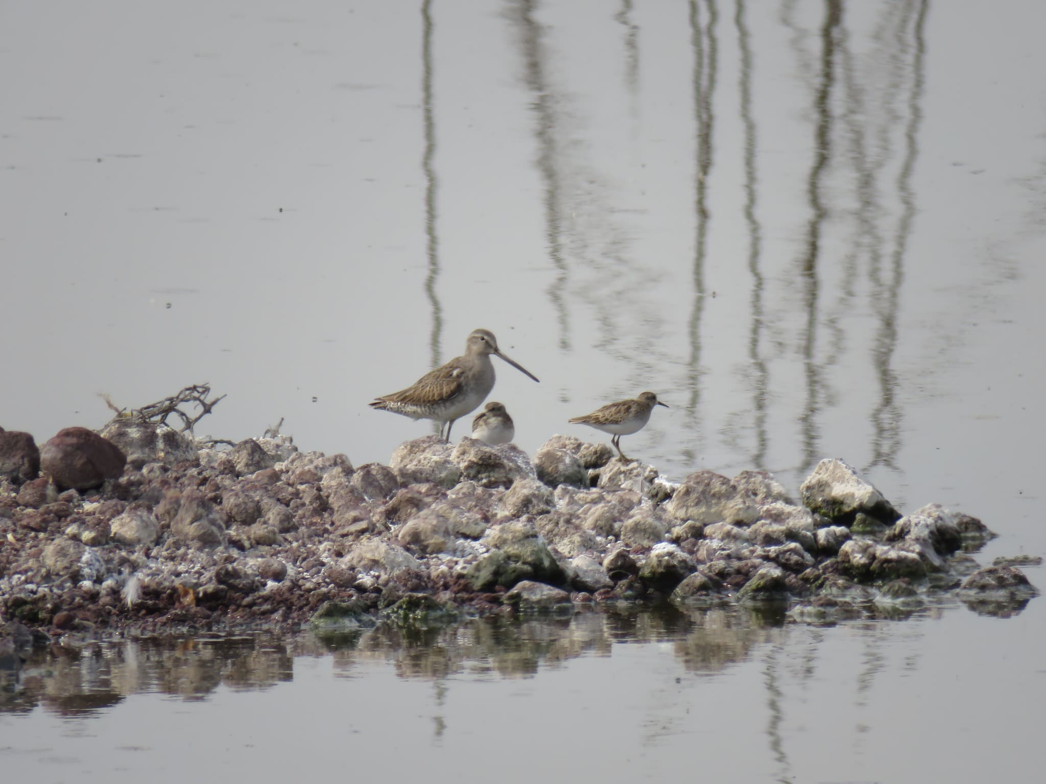 3 AdriánSotelo_ANP Lago de Texcoco.JPG