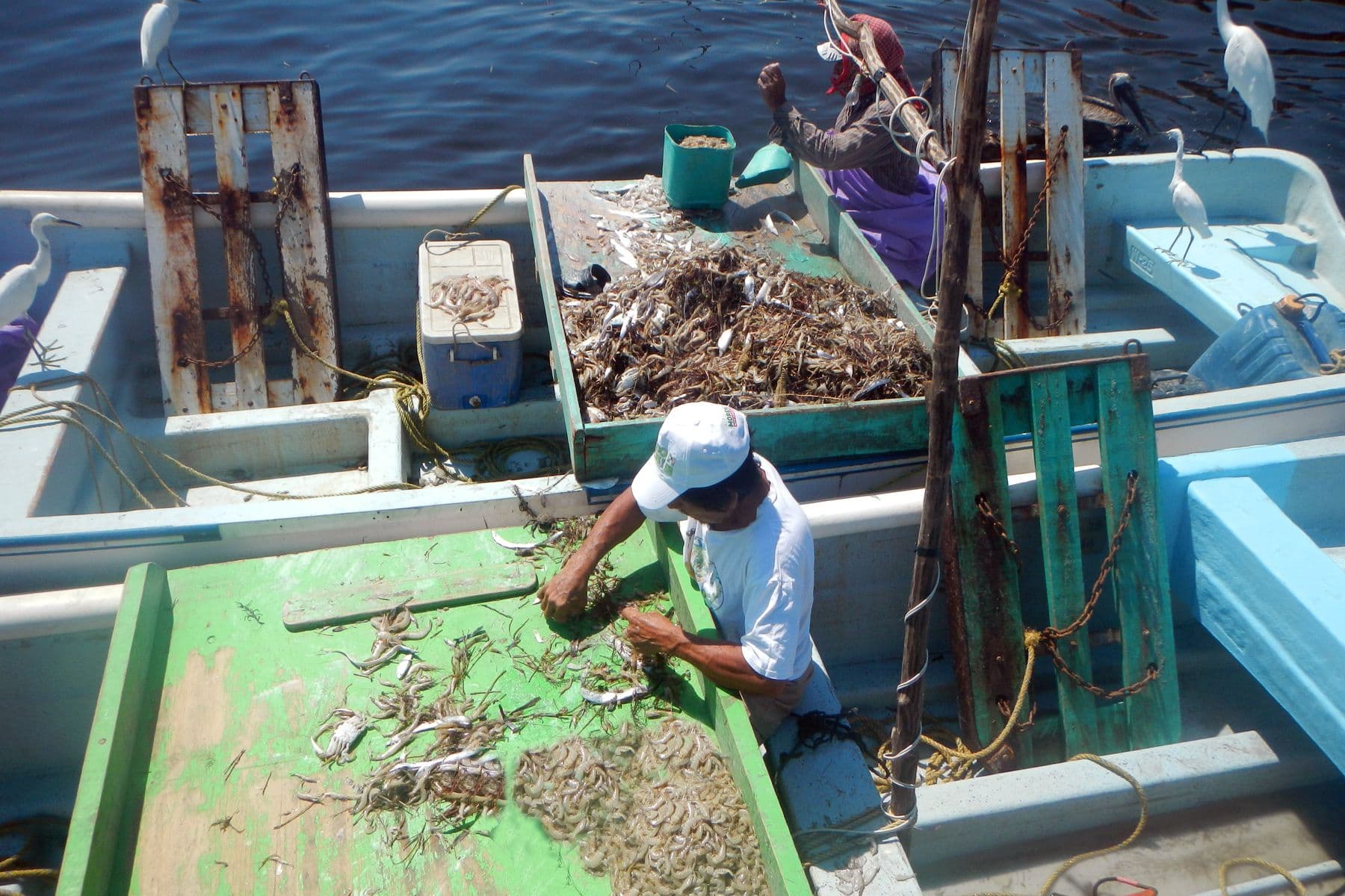 Shrimp fishery. Photo: National Fisheries Institute (Inapesca).