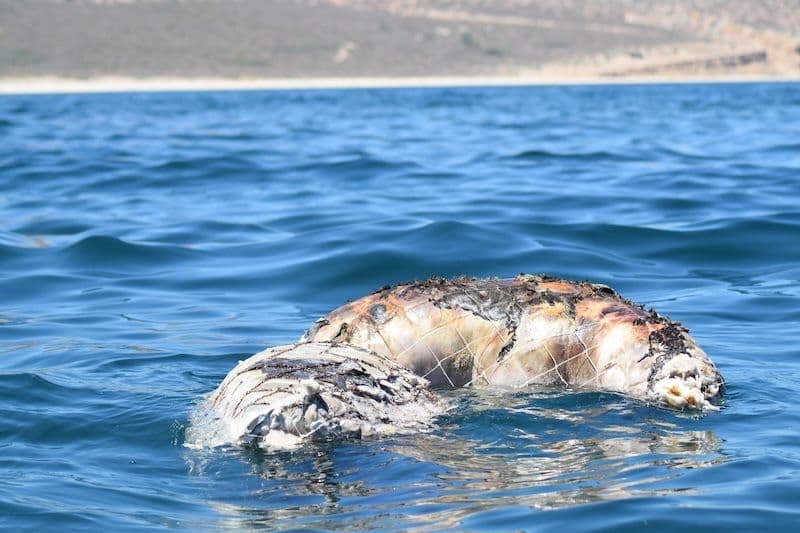 FREE SEA 3.jpg