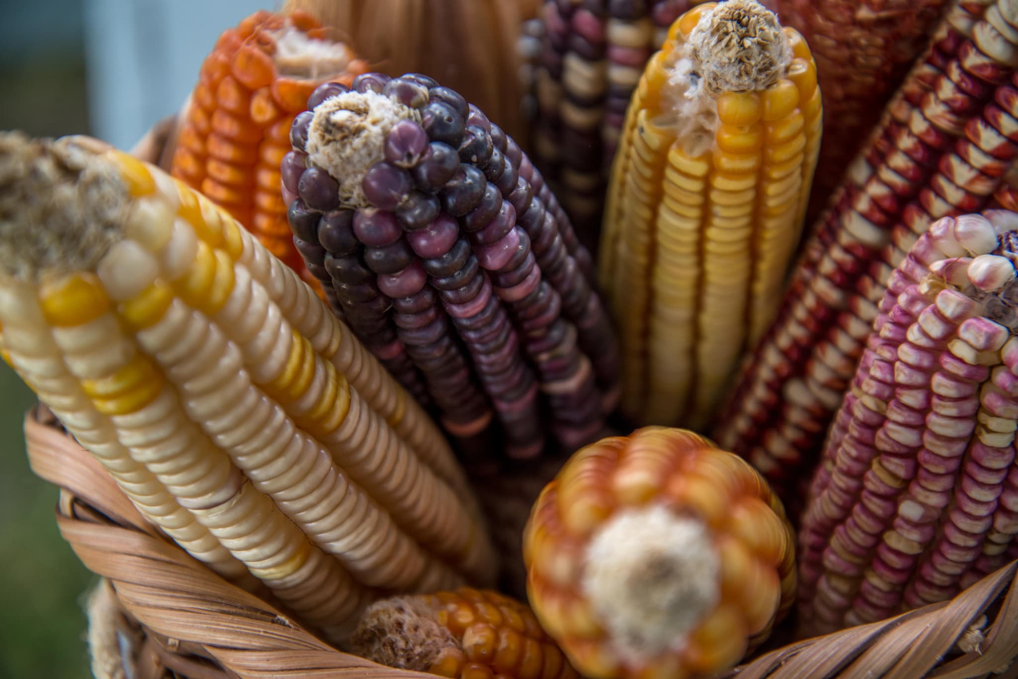 México COP16 de Biodiversidad 4.jpg