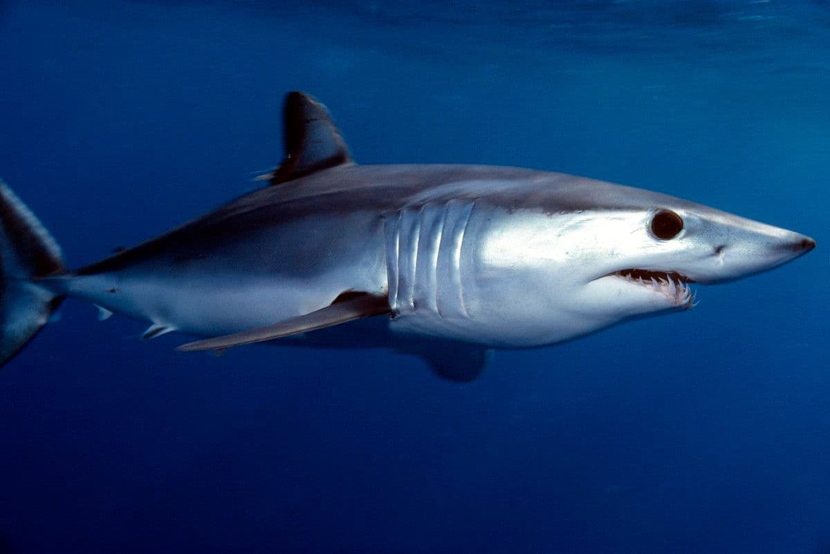 pesca de tiburón 2.jpg