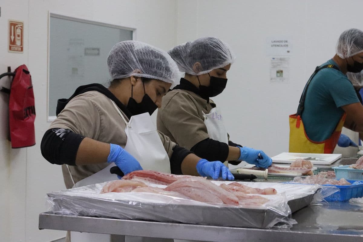 Women at a processing plant in Baja California Sur. Photo: Patricia Ramírez.