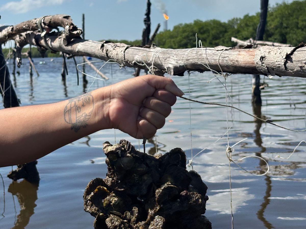 Oyster cultivation in the Mecoacán Lagoon: between uncertainty and oil spills