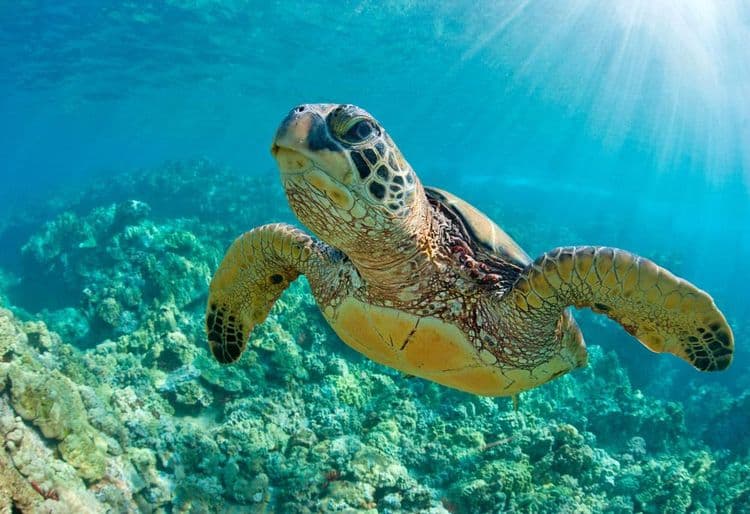 In Mexico, the sea turtle is one of the species that is affected as a by-catch in shrimp fishing. Image: Semarnat.