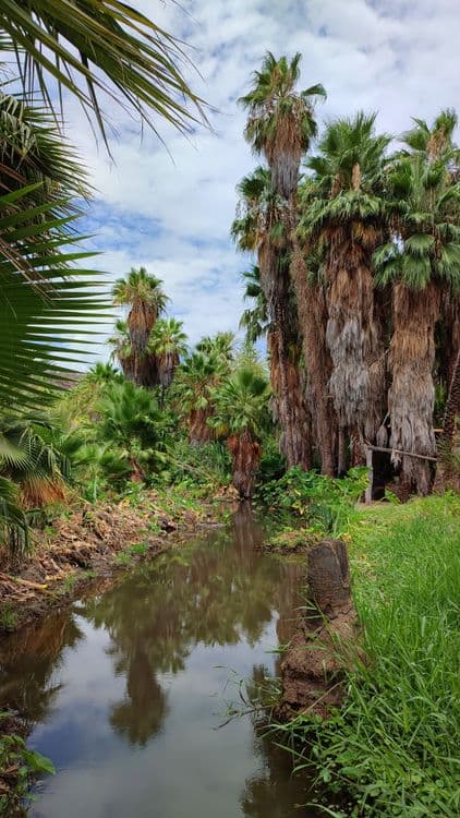 San José de Comondú, an oasis in the mountainous mountains. Credit: Daniela Reyes.