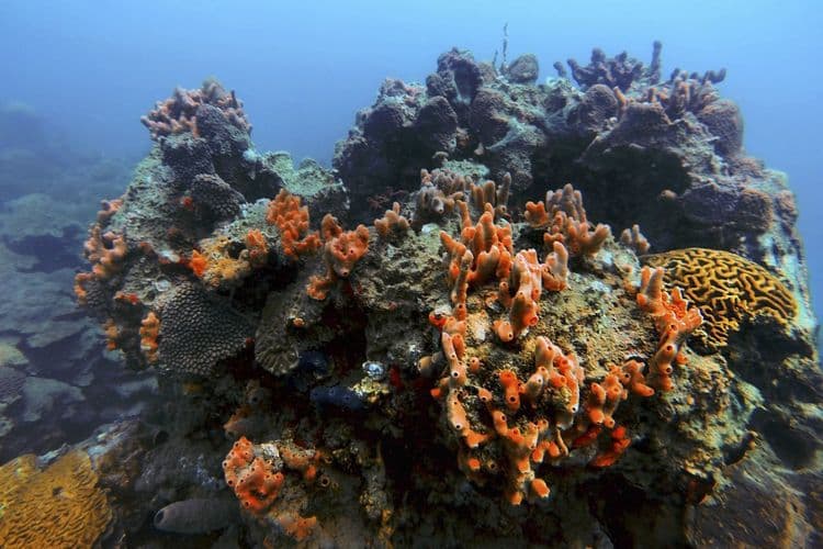 Veracruz Reef System. Photo: Félix Márquez/Cuartoscura