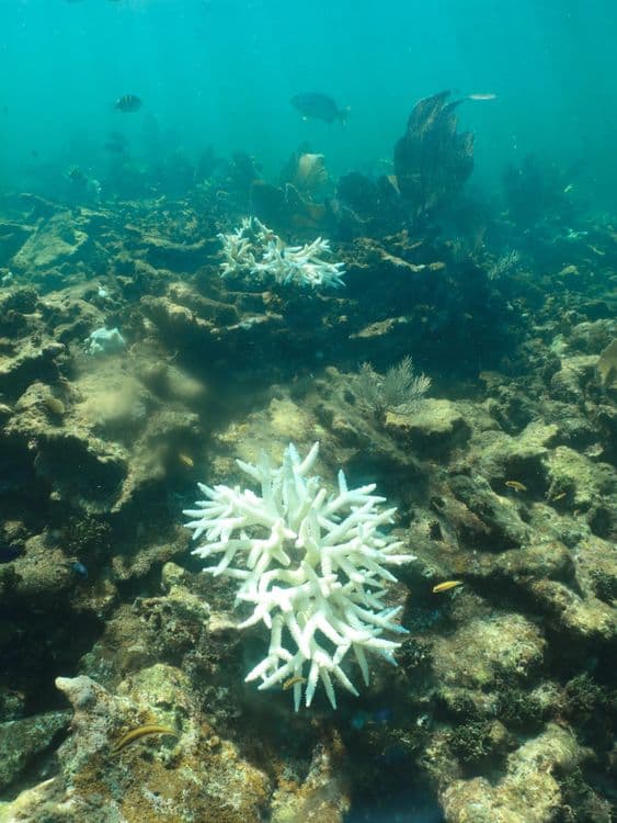 Puerto Morelos, Quintana Roo, in the Mexican Caribbean. Completely bleached colonies of the deer antler Acropora cervicornis coral on the Puerto Morelos reef. Credits: Lorenzo Álvarez UNAM